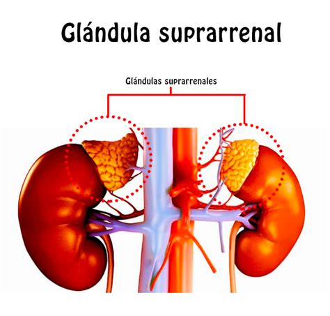 glandula suprarrenal